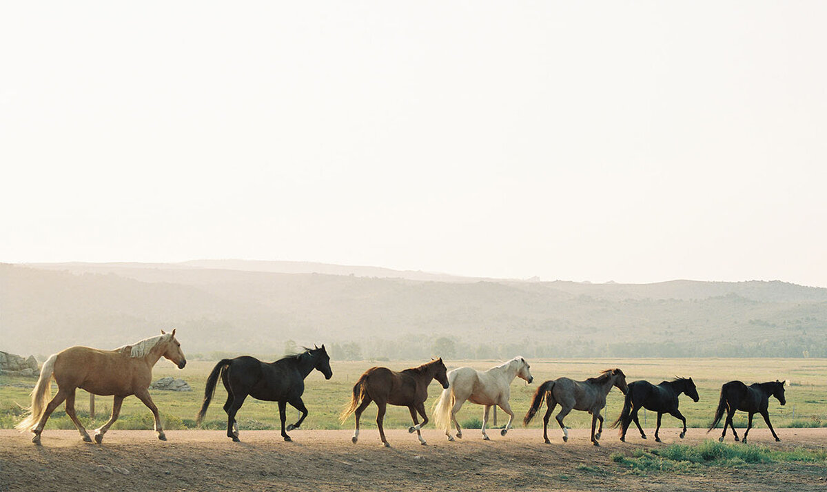 film photography of horses at a ranch wedding in Colorado