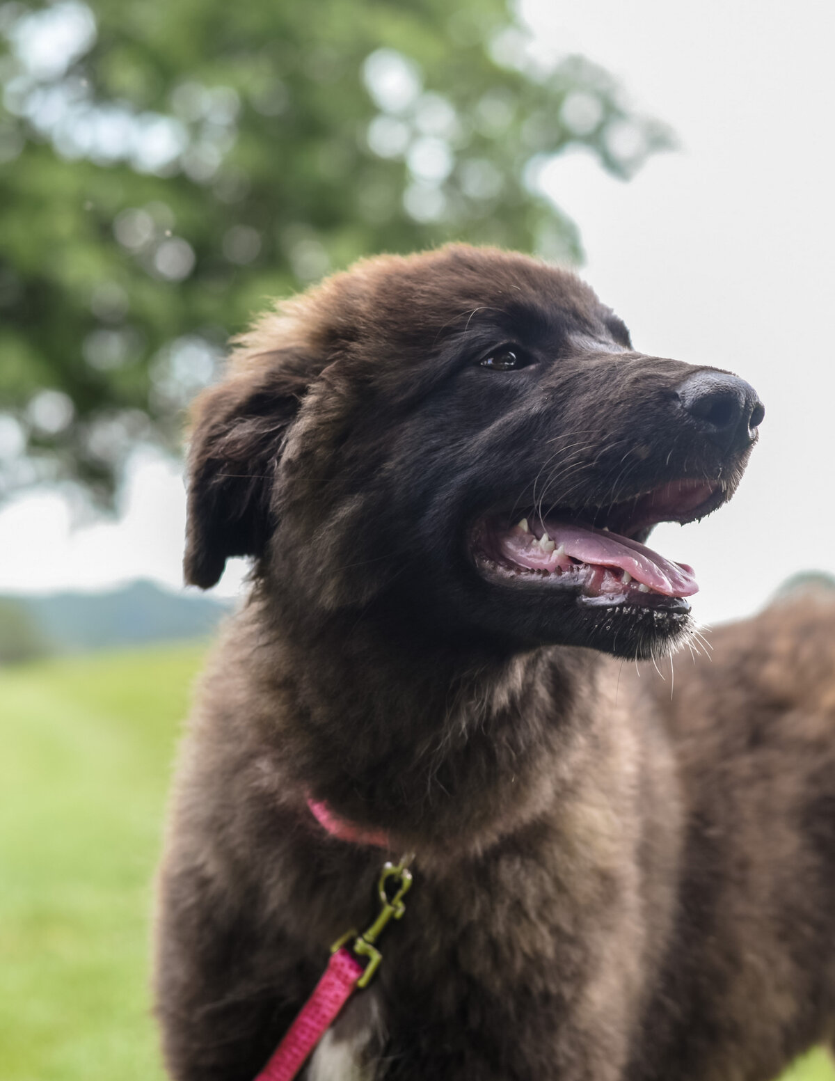 estrelamountaindogs.com 2025 litter-2