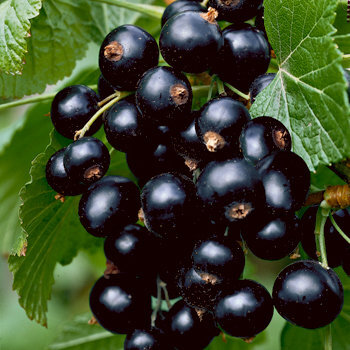 product_ribes-nigrum-ribezla-cierna-titania-stromcekova-9665-17776