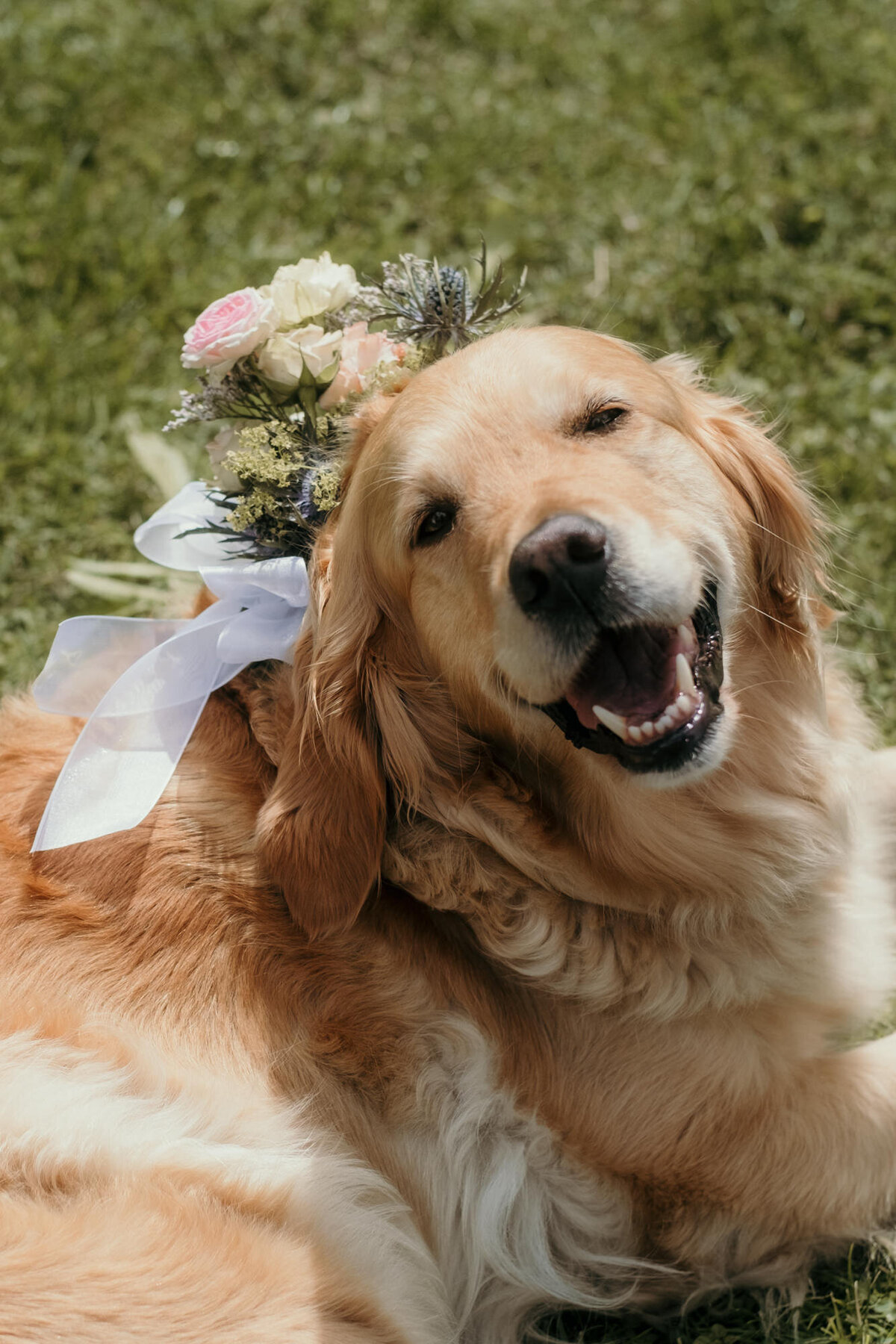 The wedding couples' dog smiles happily while his owners are getting married.