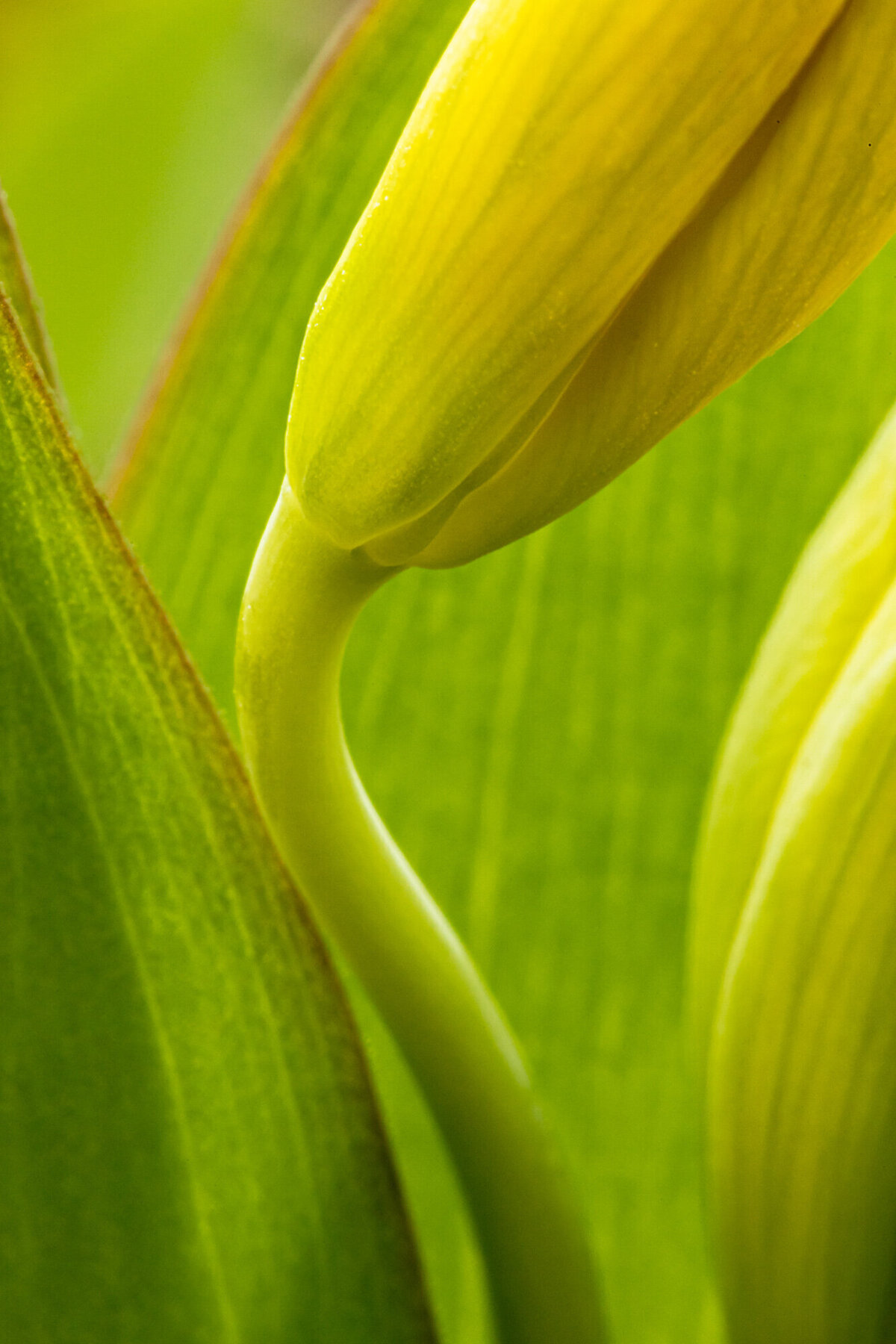 Montana wildflower macro photo yellow glacier lily bud, Pattee Canyon, Missoula, MT