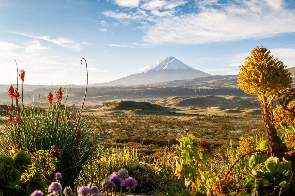 Cotopaxi volcano in Ecuador and surrounding landscape and vegetation
