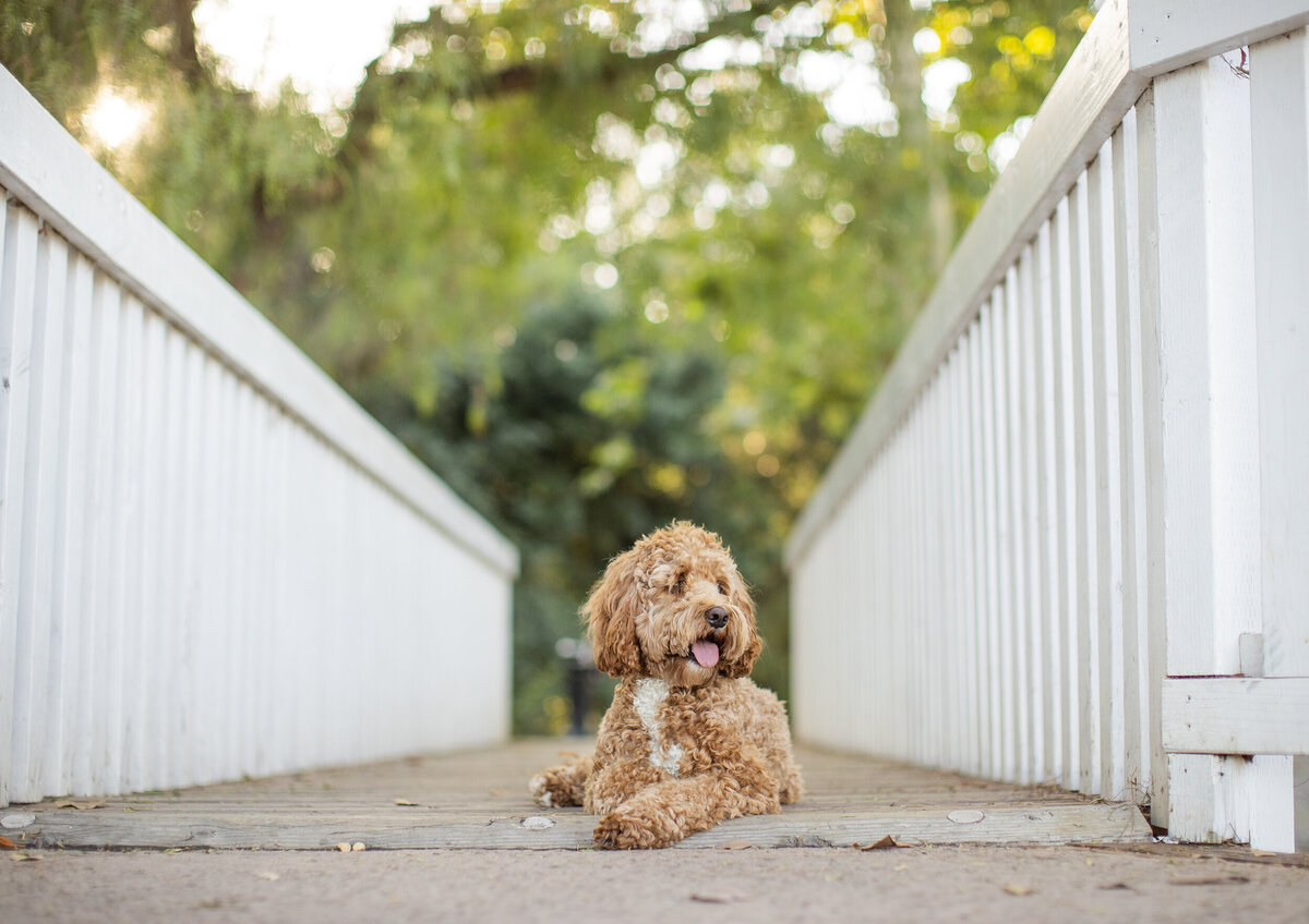 puppy photography 3 copy