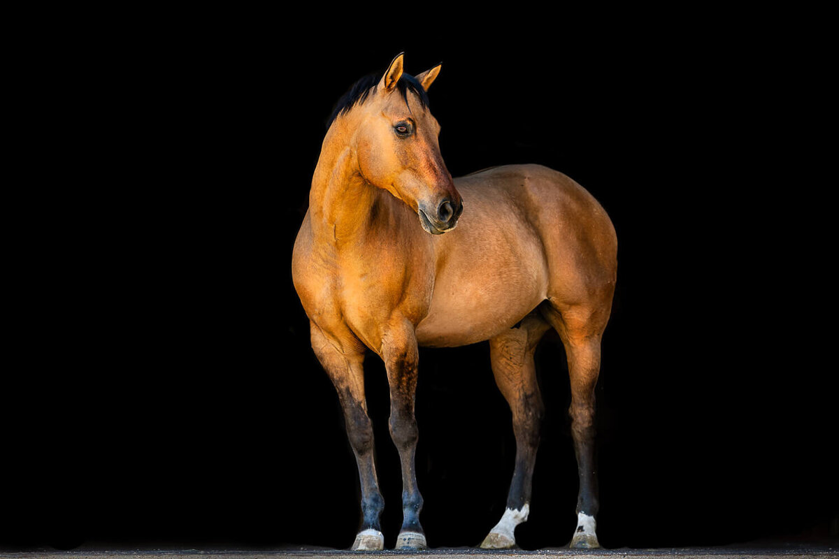 El-Paso-Texas-Black-Background-Horse-Photographer-007