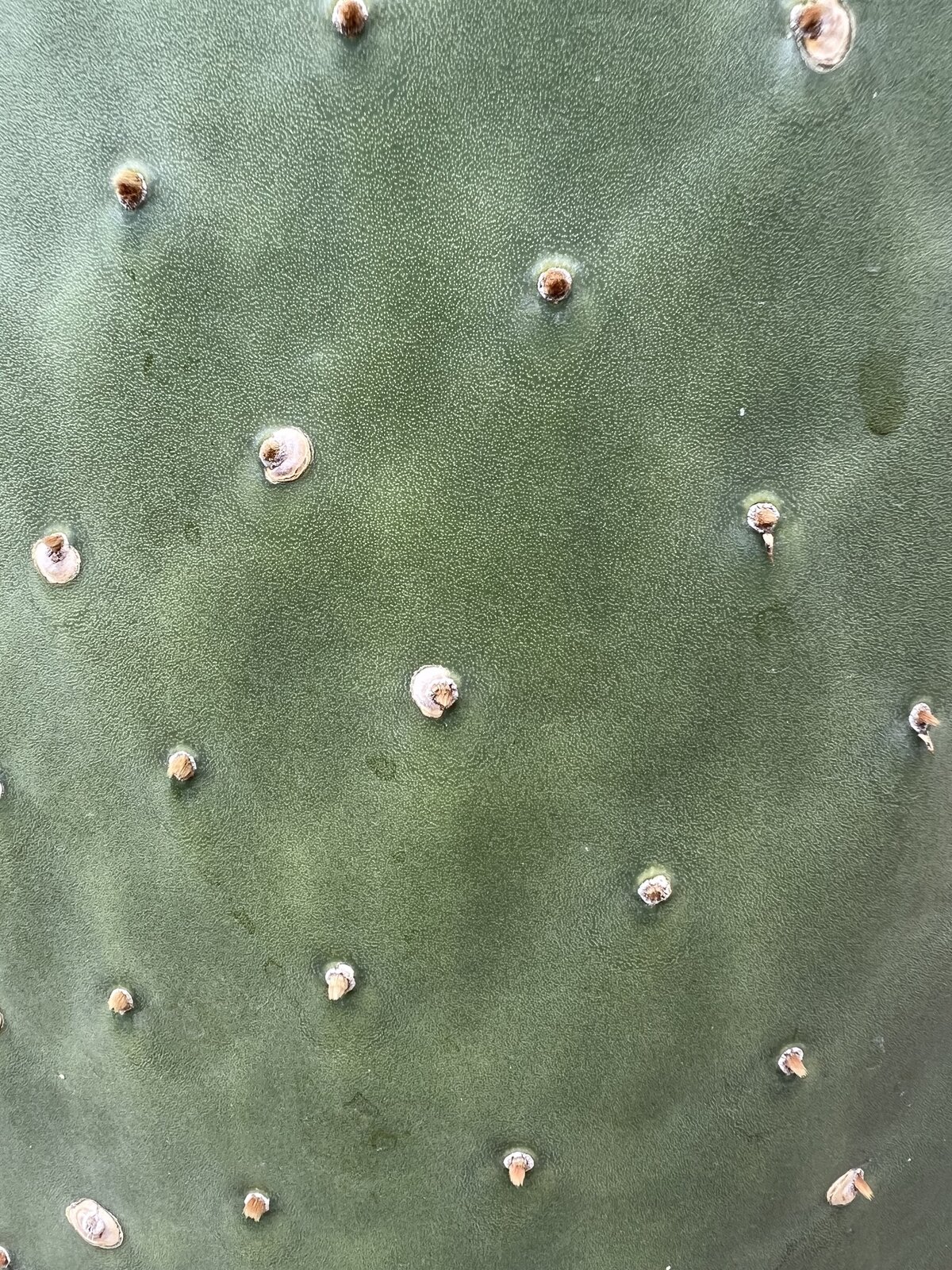 A close up photo of a cactus. 
