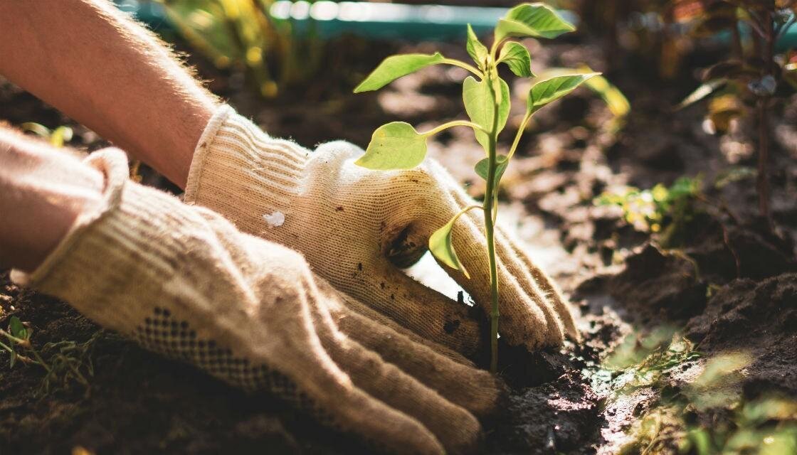 GettyImages-1161321111-garden-plant-gardening-1120