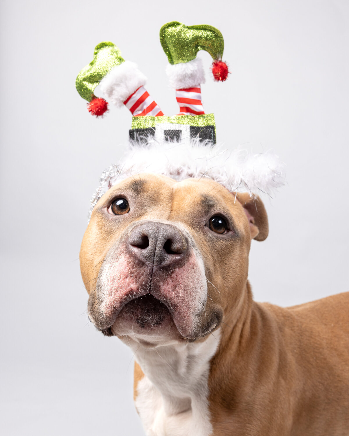 Pet photos studio Cleveland Ohio-2197