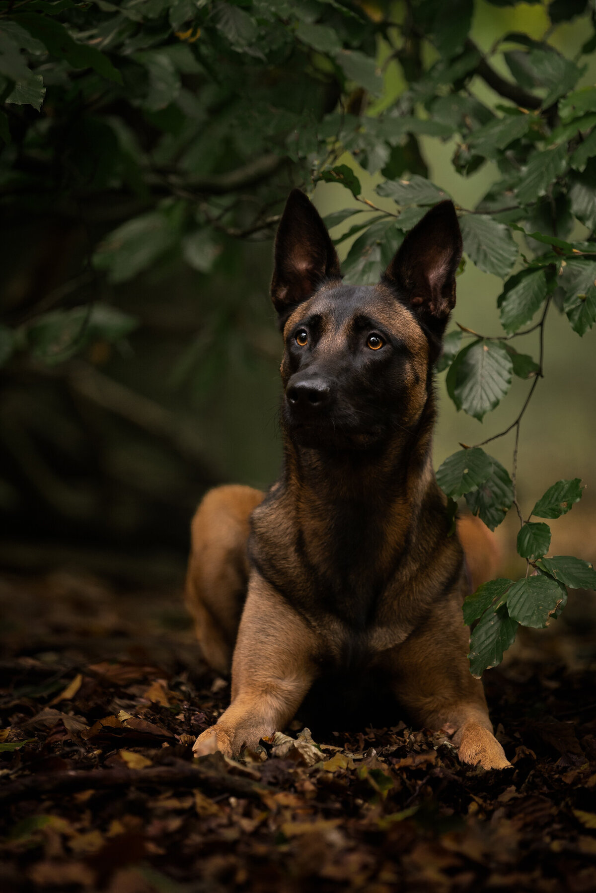 mechelse herder - Coby nies fotografie