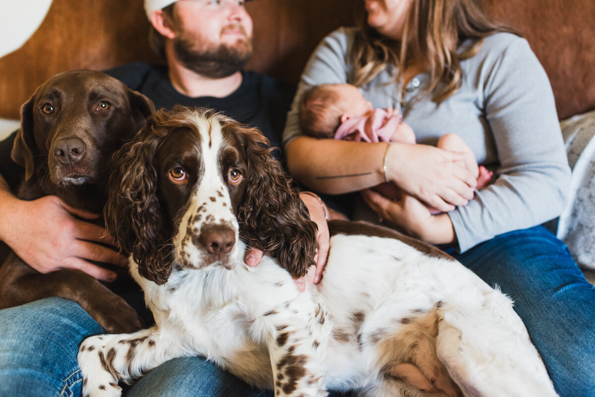 dog in front of family baby professional photography