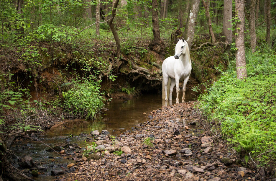 stunning-steeds-photo-gray-horse-creek