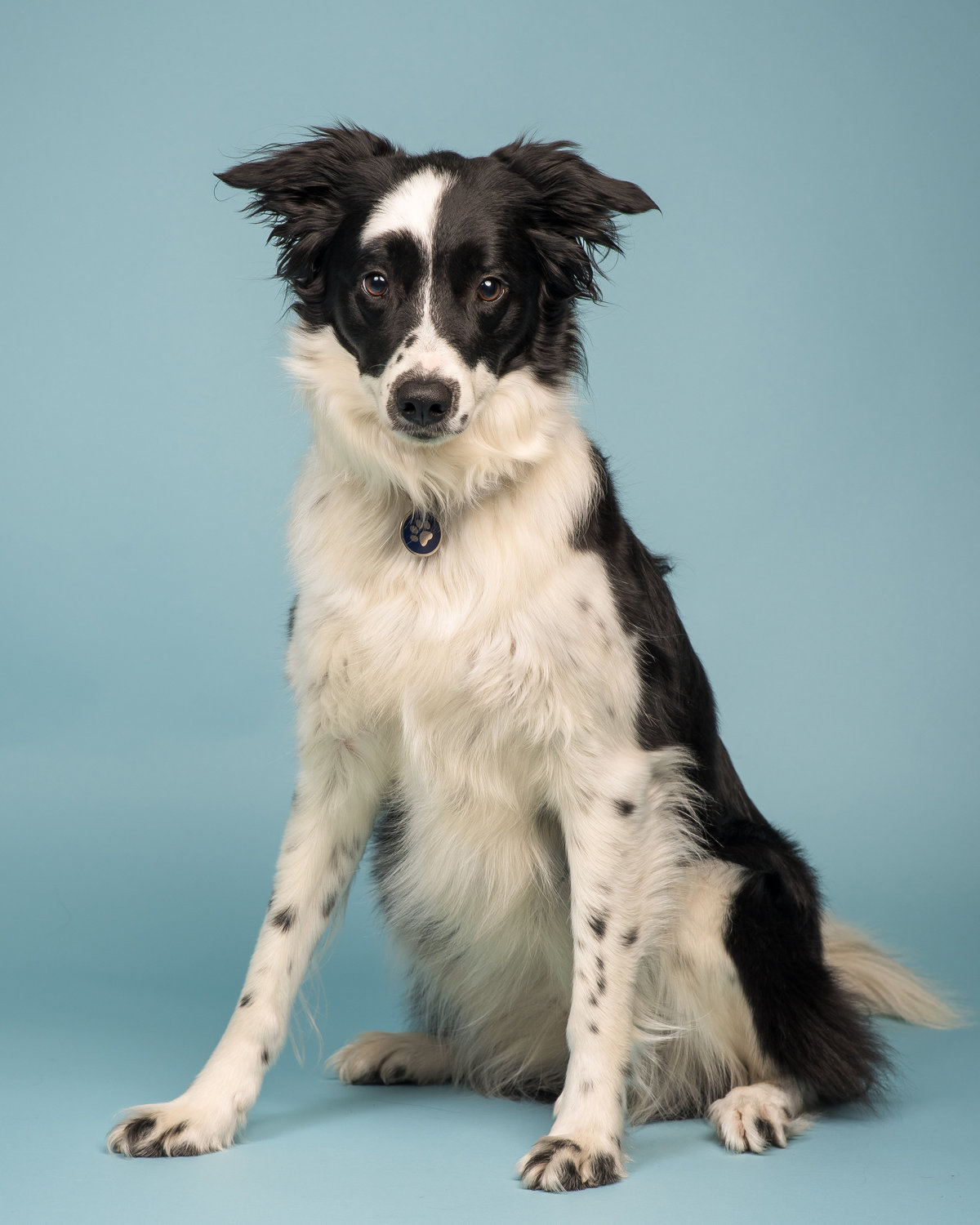 Full body portrait of a Border Collie on Tiffany Blue background