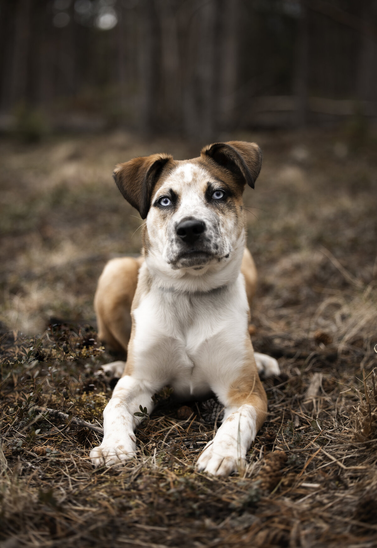 meeko