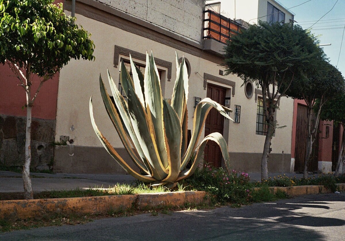Cactus_Web