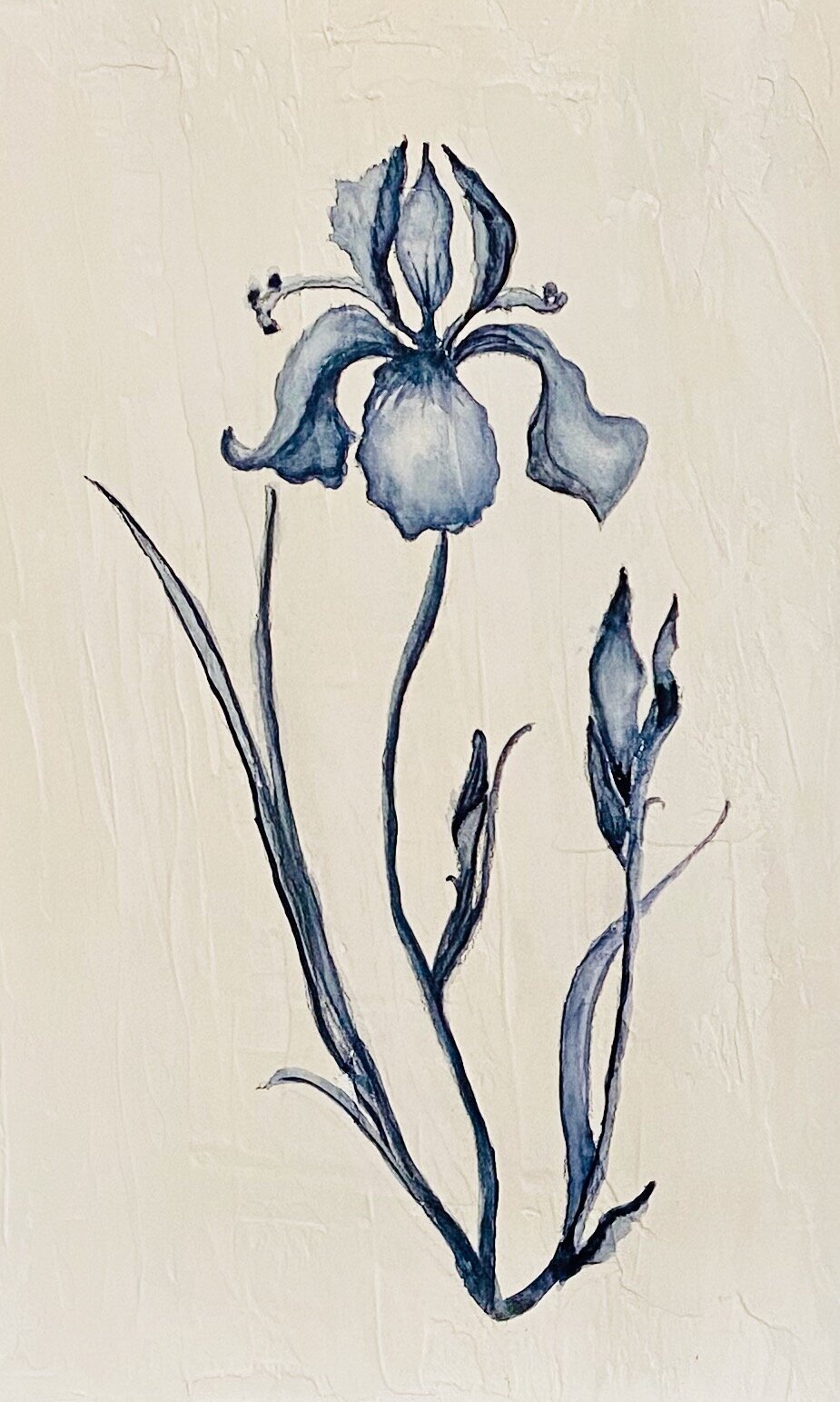 Iris