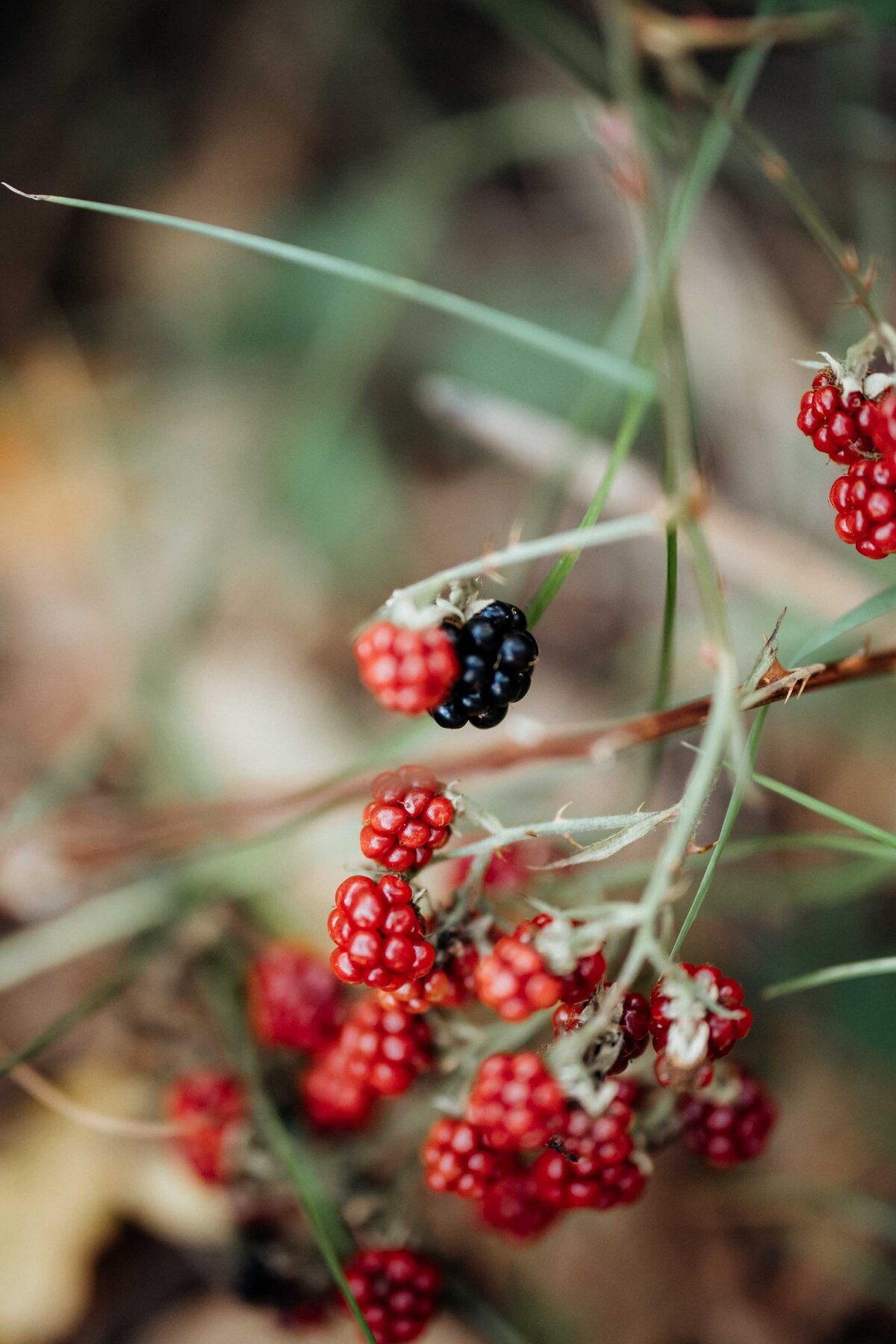 Forest-Elopement-17