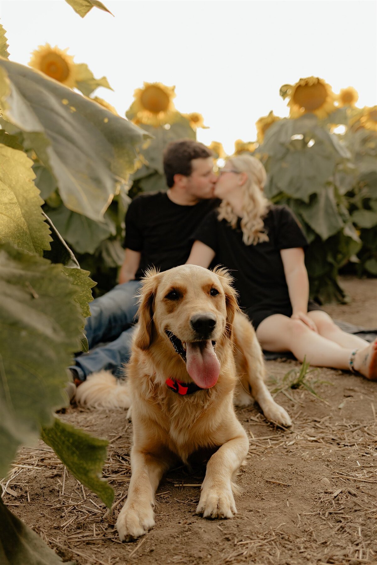 Yvette_Branden_Addy_Sunflower-195