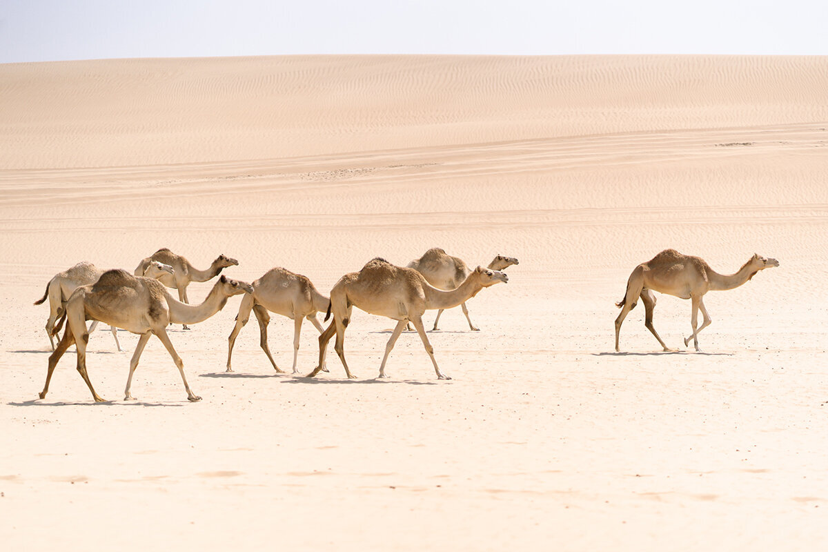 Michelle Norwood Living - Luxury Travel Inspiration - Dubai - thejoee_0359
