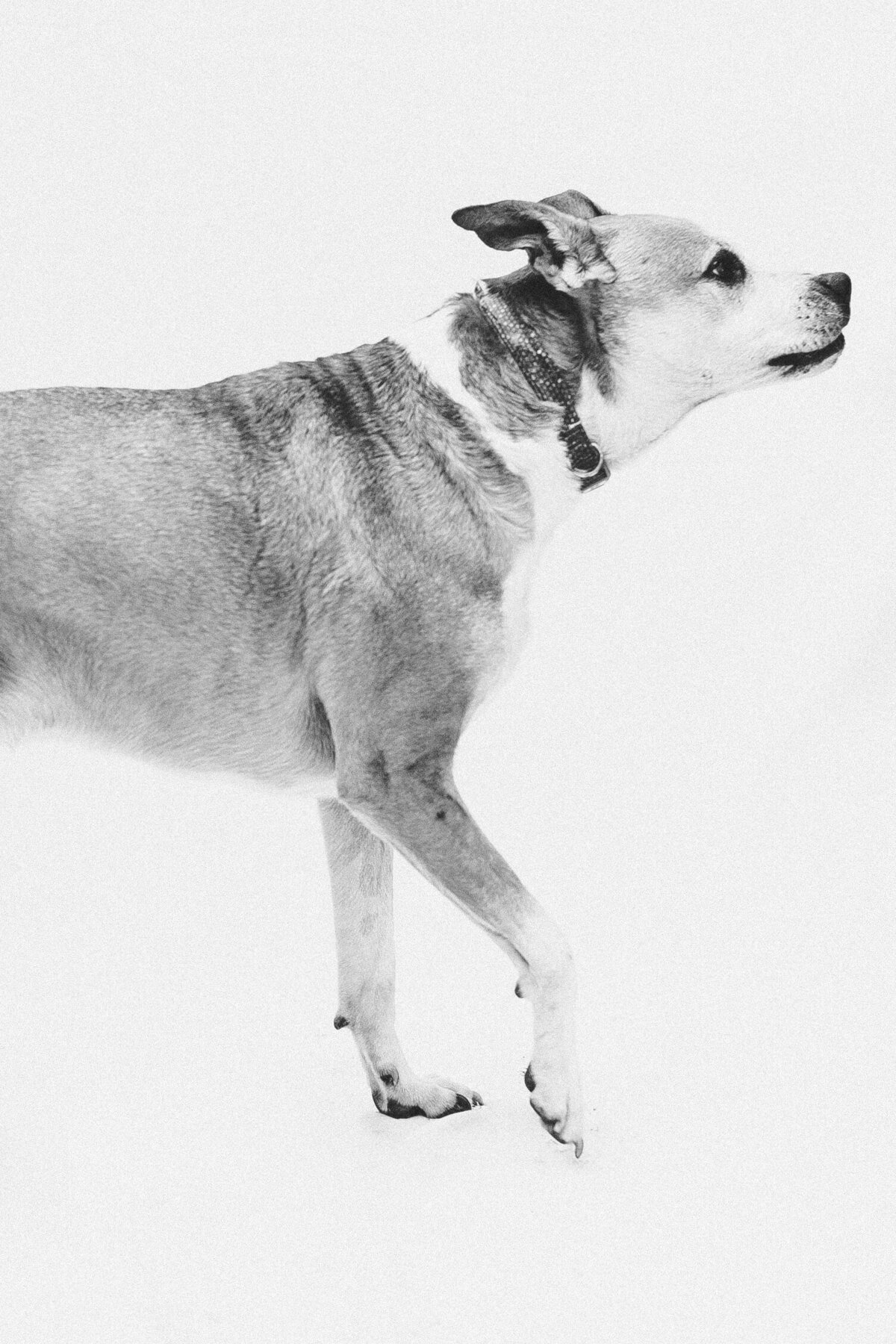 Dogs On White_0004