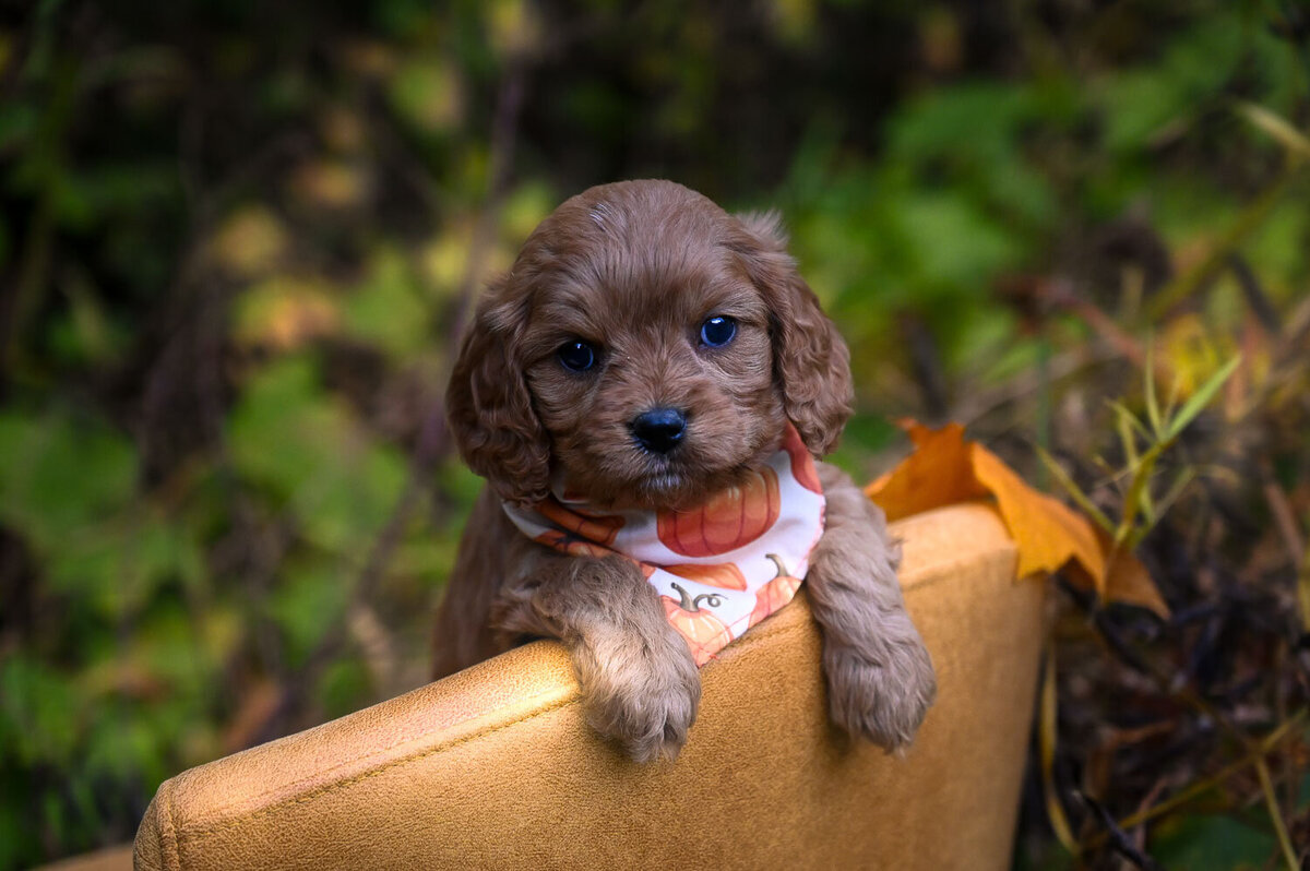 Heavenly Puppies to Love Cavapoo, Cockapoo, and Maltipoo Puppies Photo Oct 23 2023, 2 12 11 PM82