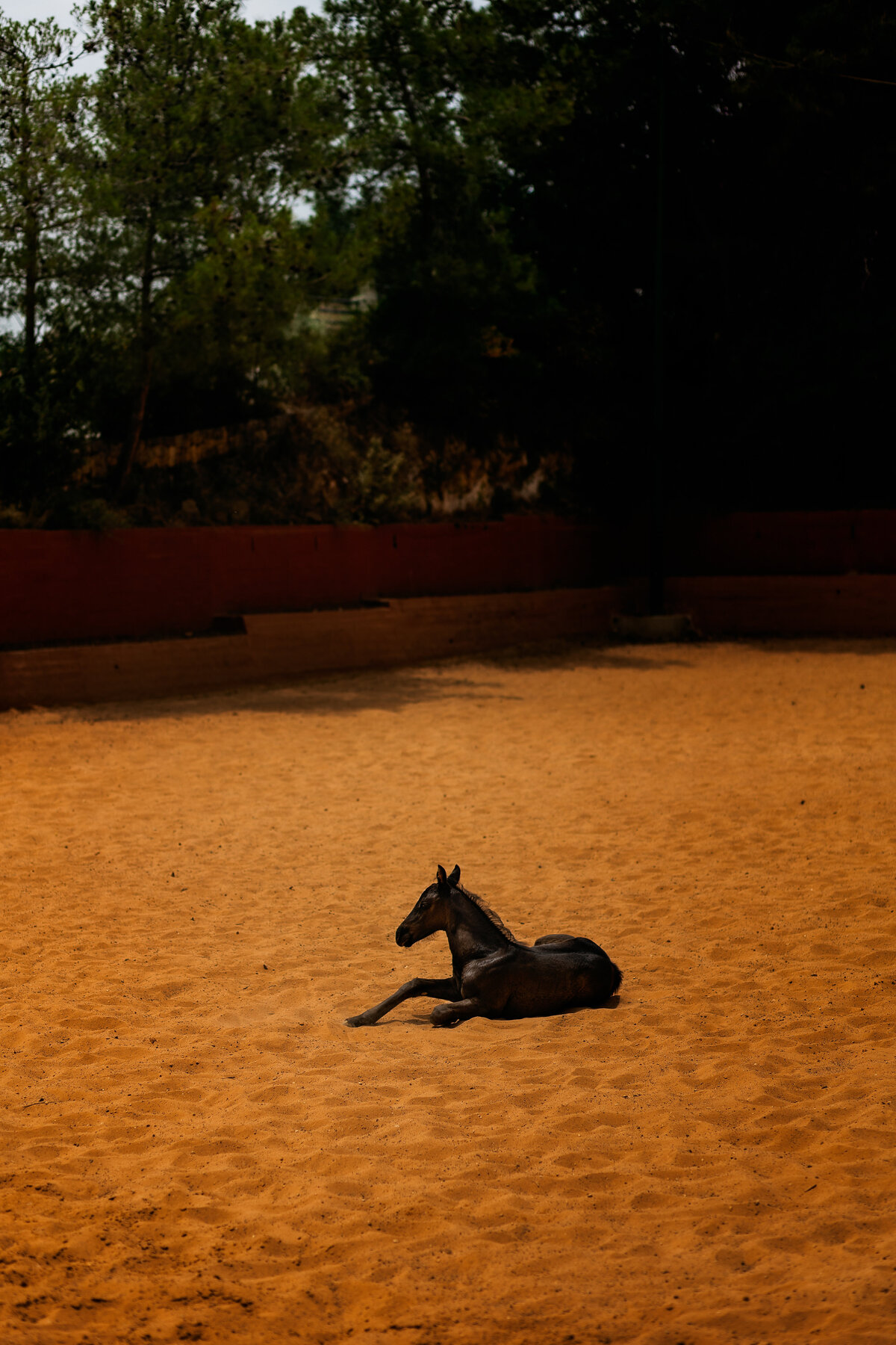 New Beginnings (40x60cm)