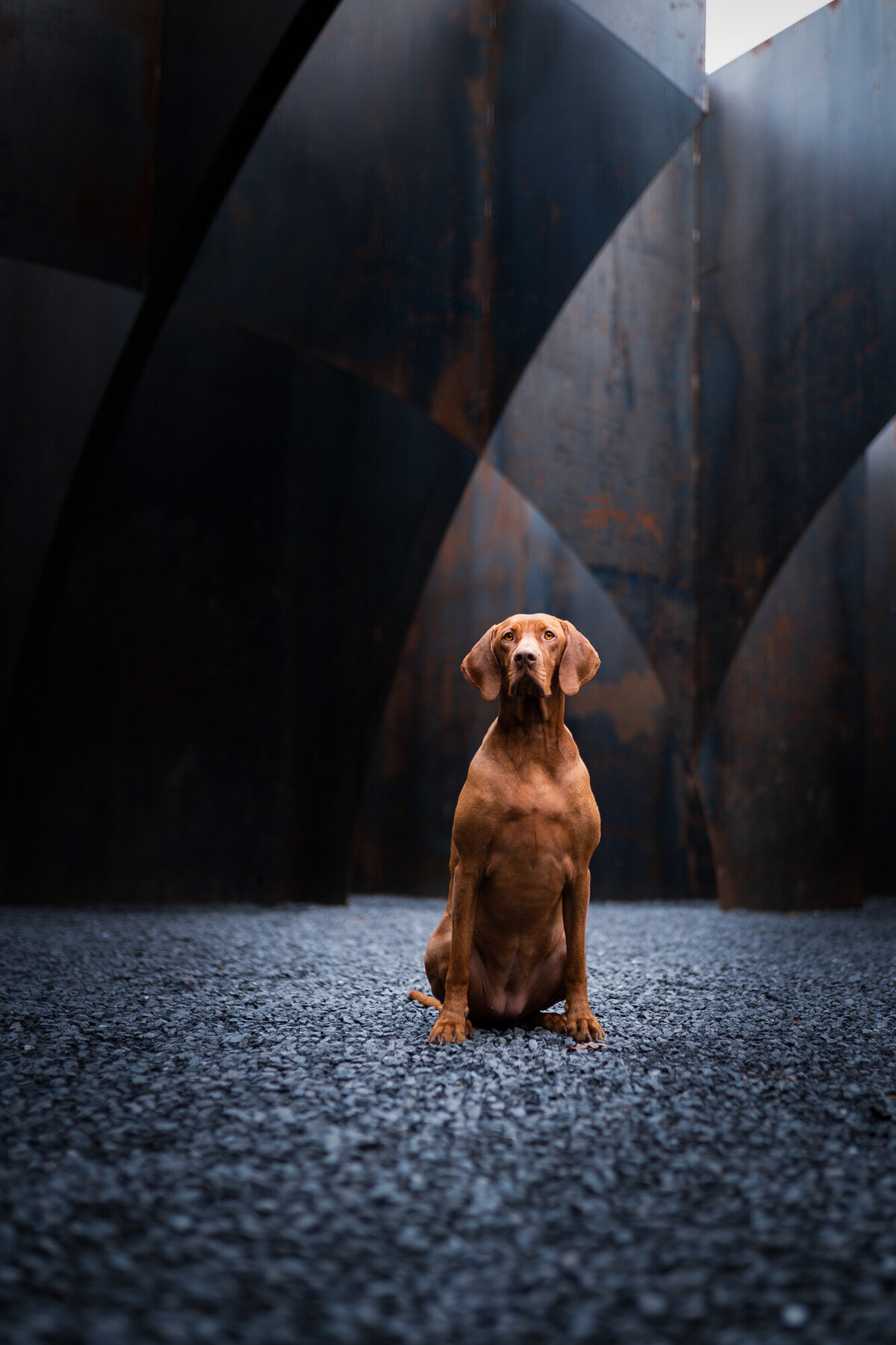Honden fotograaf Weert