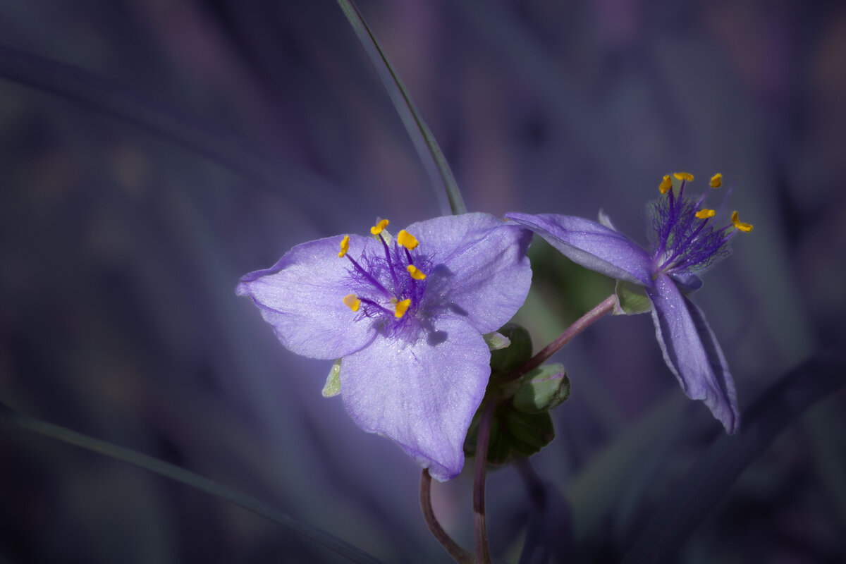 spiderwort_8189_C1
