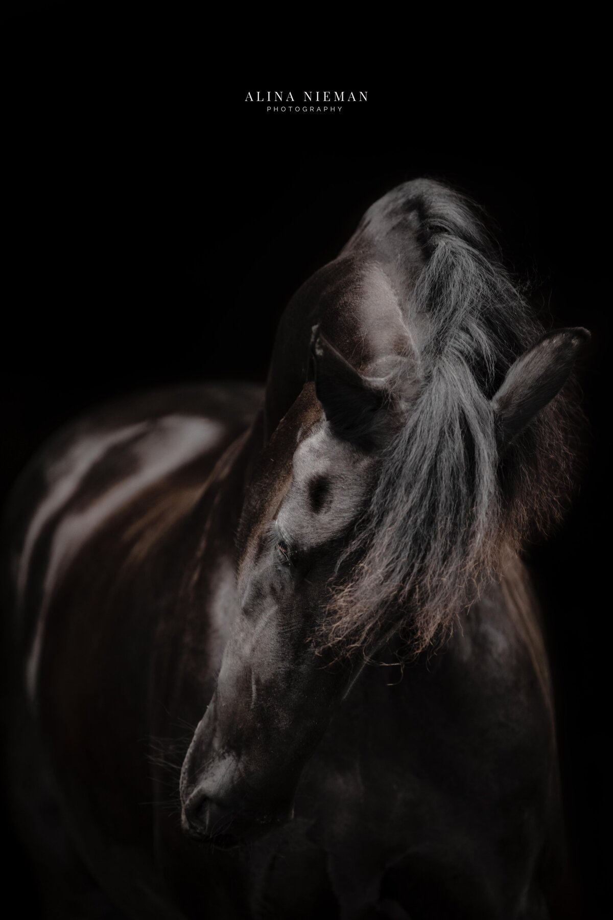 Blackfoto op z'n elegants | Foto's van je paard | Paarden fotograaf Bourtange