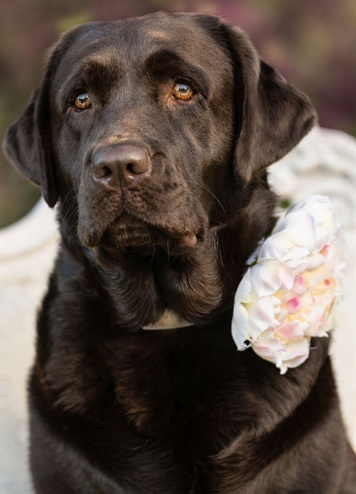 lilla-bordas-portraits-tampa-DOG-photographer1319_2