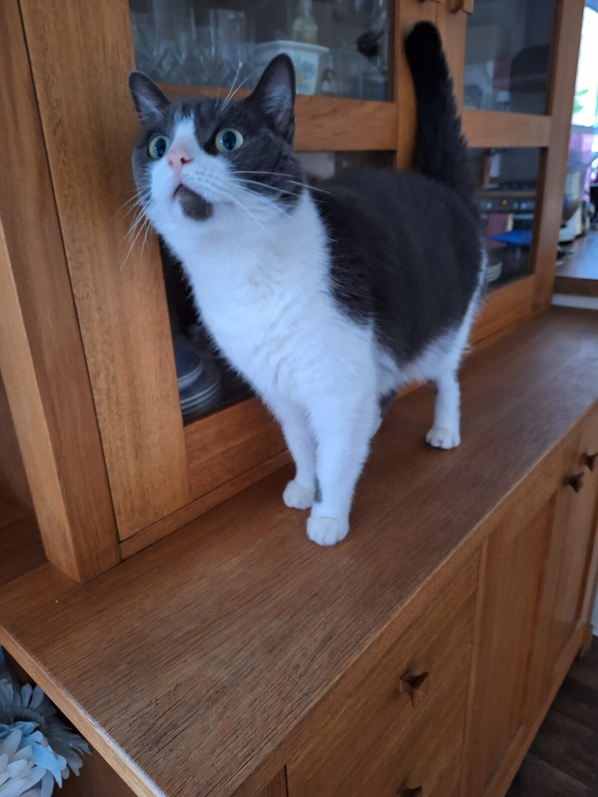 Cat 2