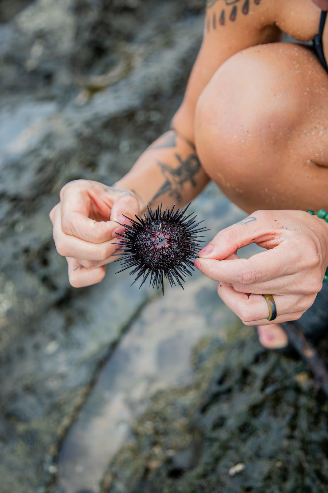 Hands holding the spines of a sea urchin in Coast Rica