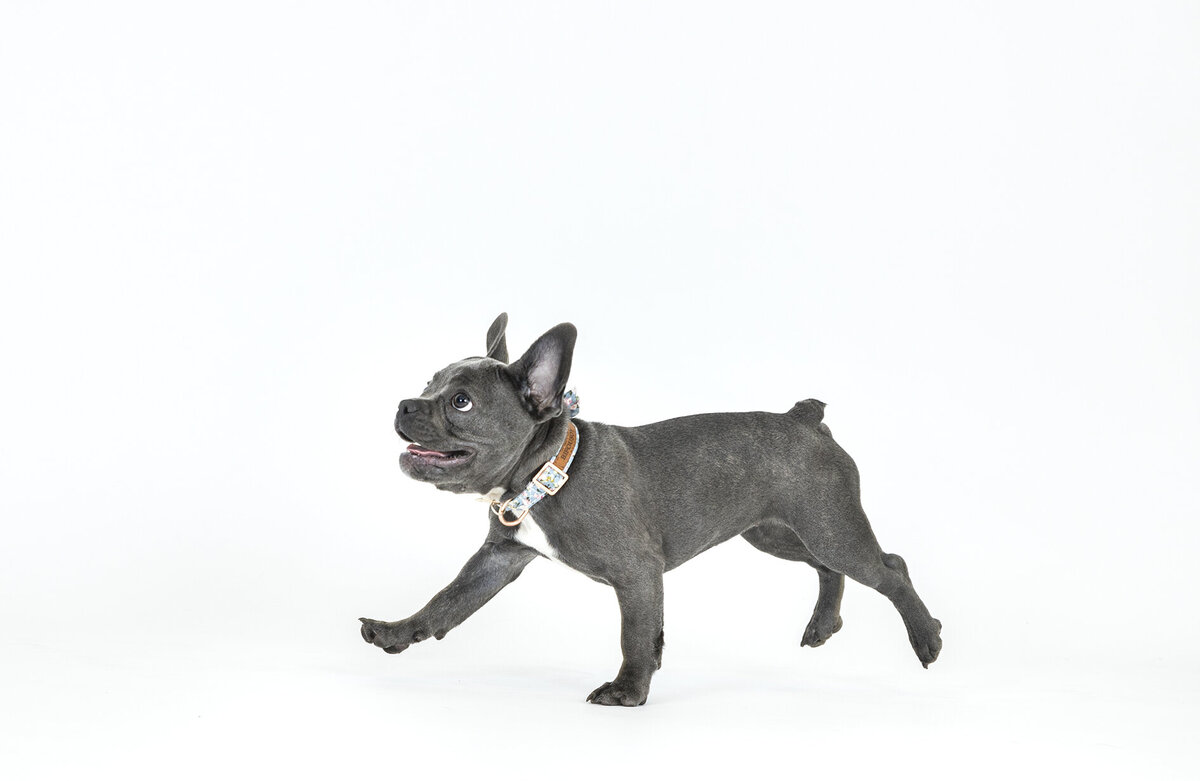 san diego dog photography 1 copy
