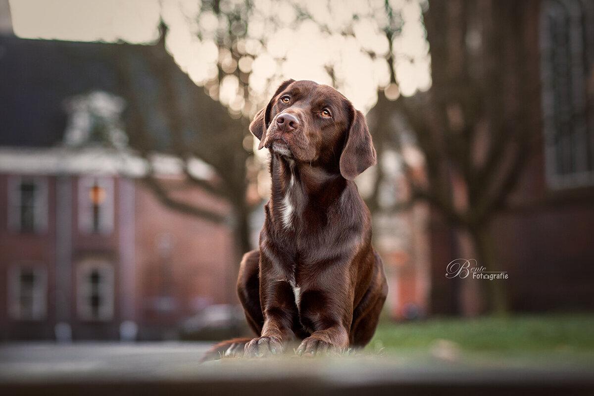 Huisdieren fotograaf