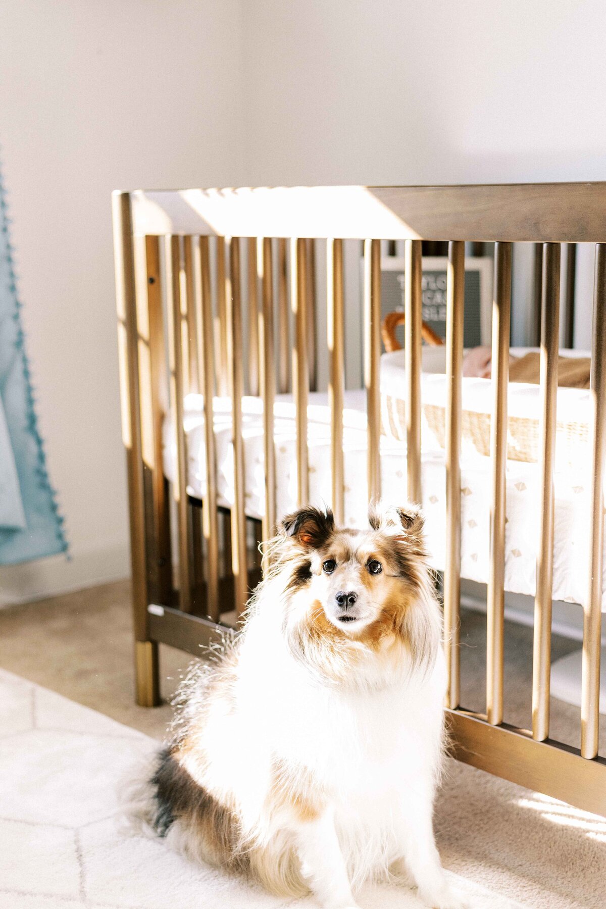 dog standing in front of crib with baby during baby in home peoria illinois newborn photos 