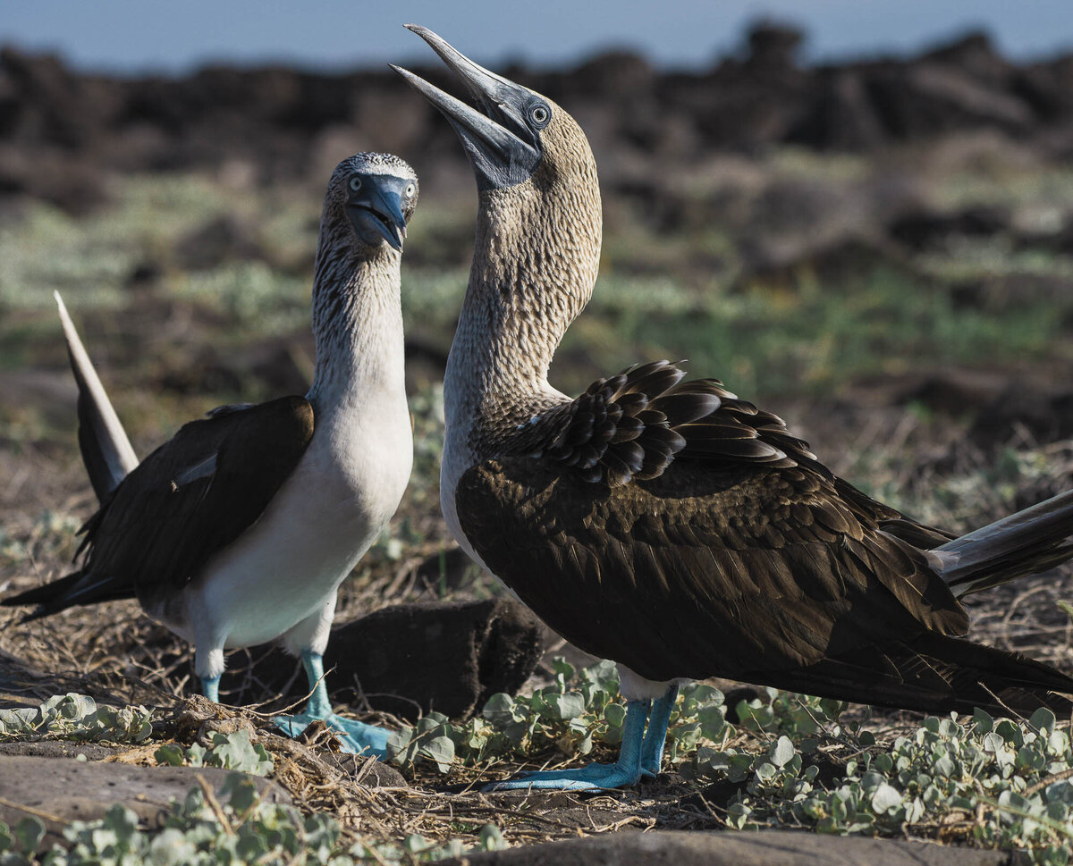 Galapagos Islands Blue Footed Booby_By Stephanie Vermillion