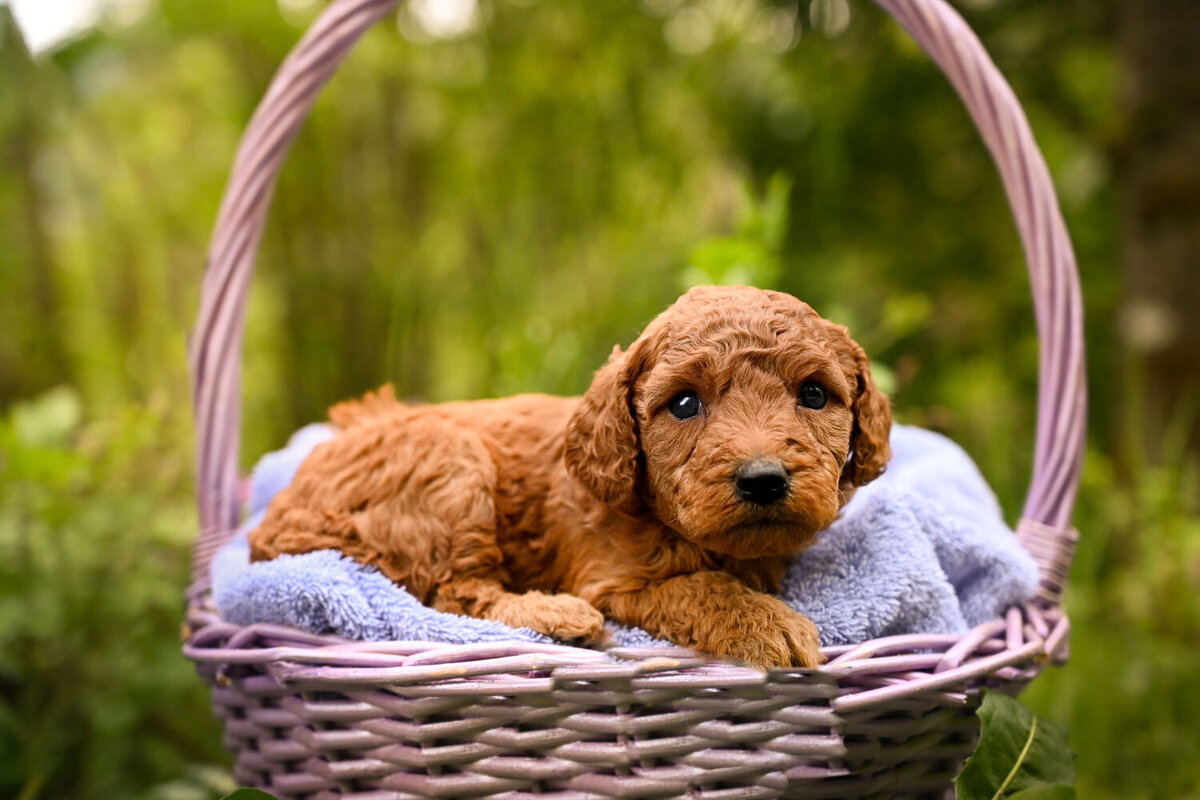Heavenly Puppies to Love Cavapoo, Cockapoo, and Maltipoo Puppies Photo May 30 2024, 5 51 44 PM151