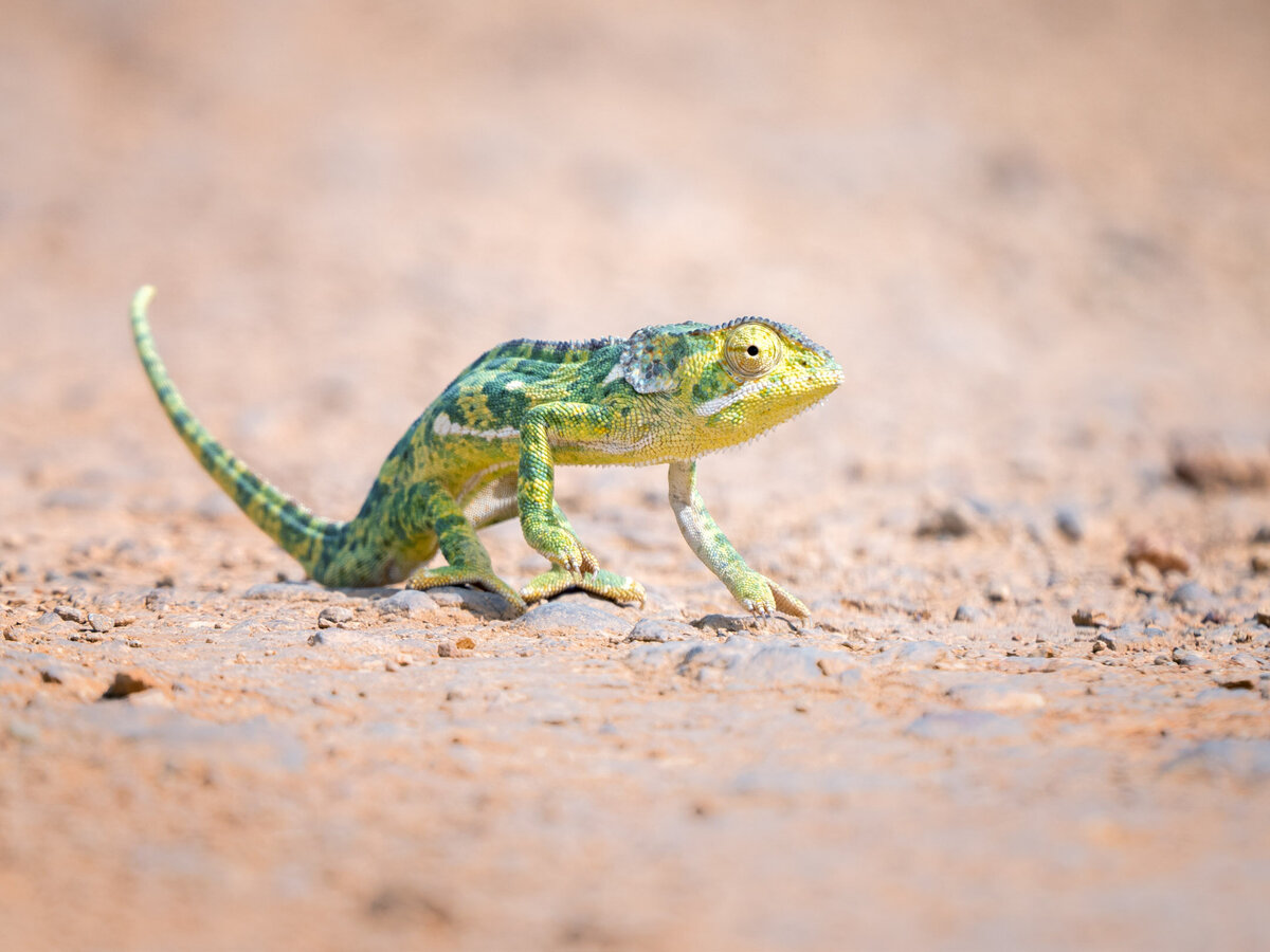 website-serengeti-animals9