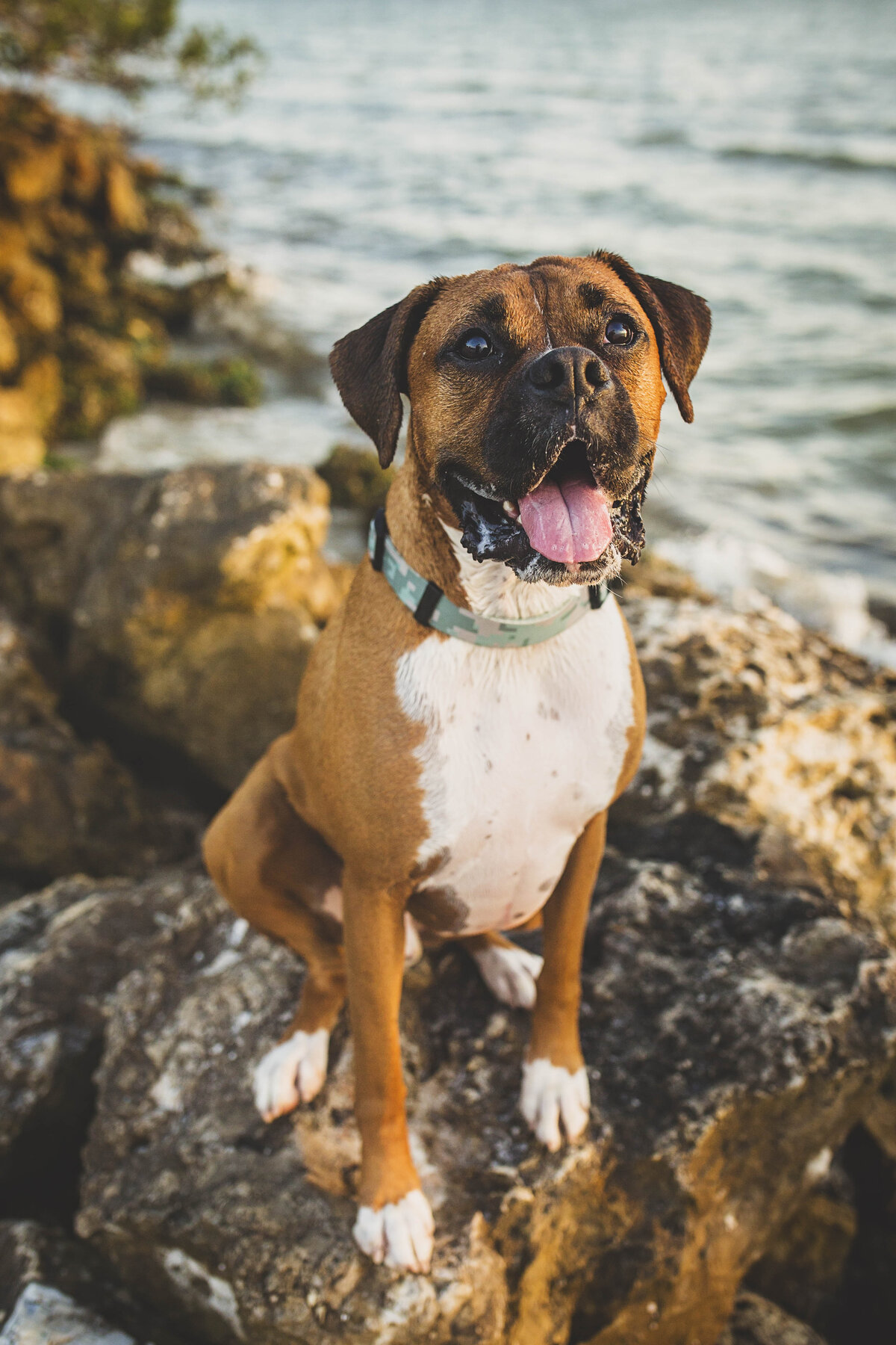 boxerdogonrocksbywater-Jessicashawphotography-dogphotographer-petphotographer-tampapetphotography