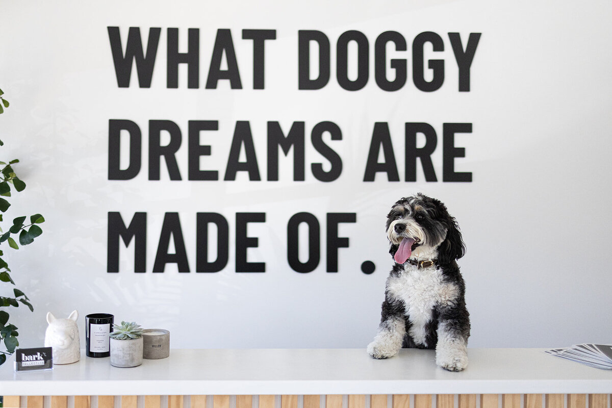 karissaferrerphotography-branding-barkcollective-54_websize