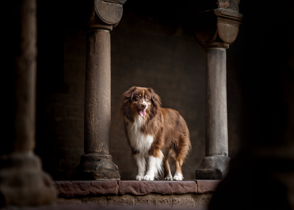 Aussie_Knubbel@Meraki.Fotografie-3