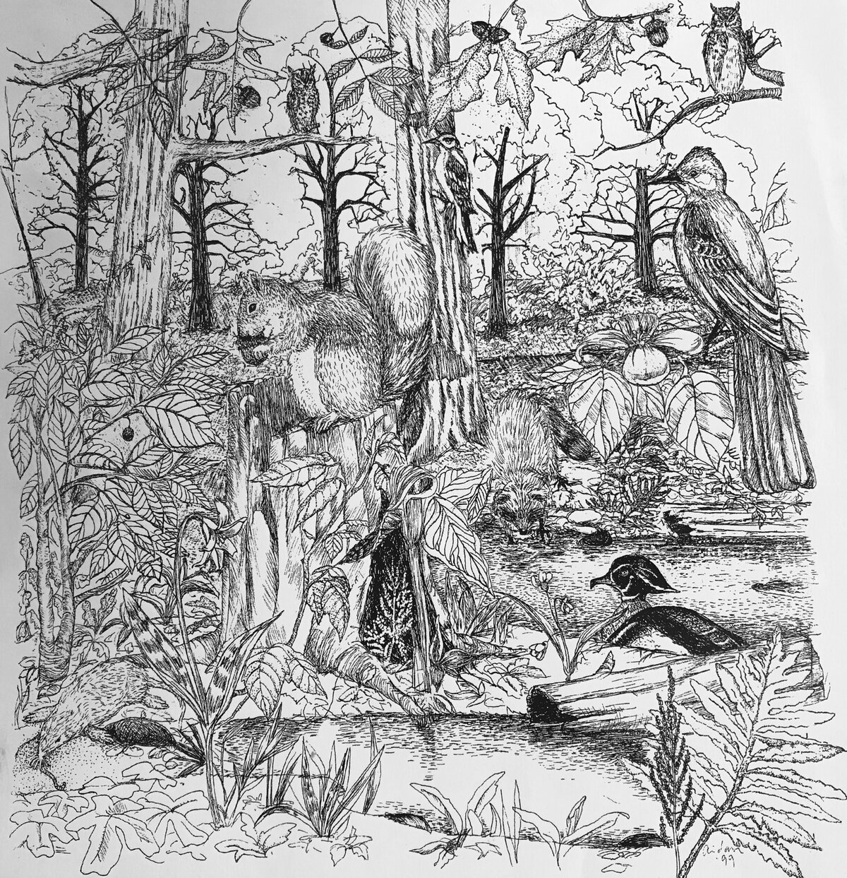 deciduous-forest-scaled