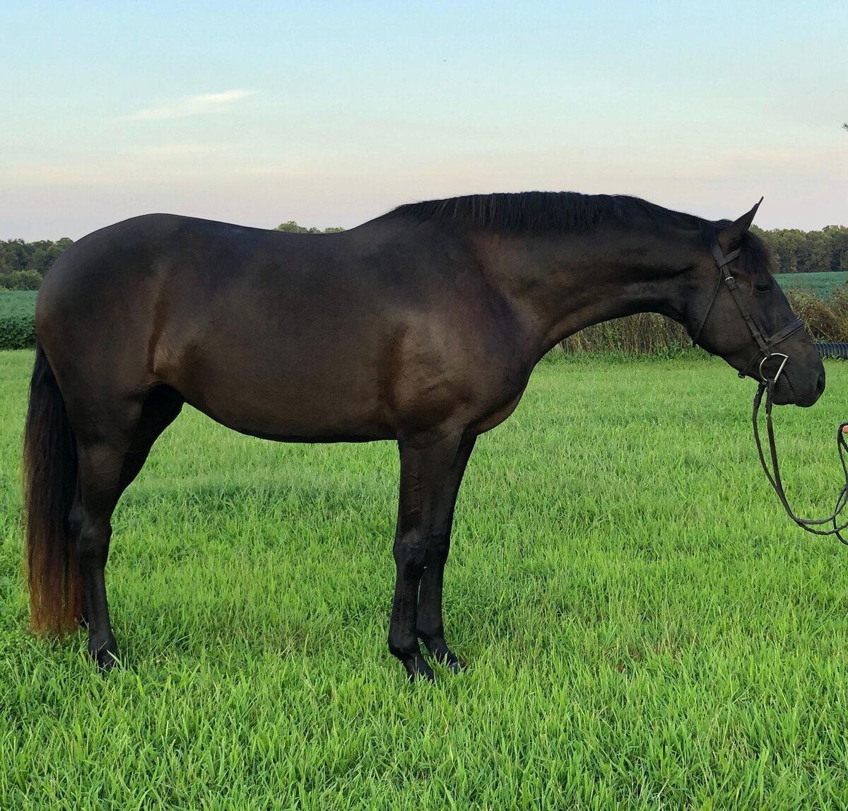 Black Connemara Half Bred