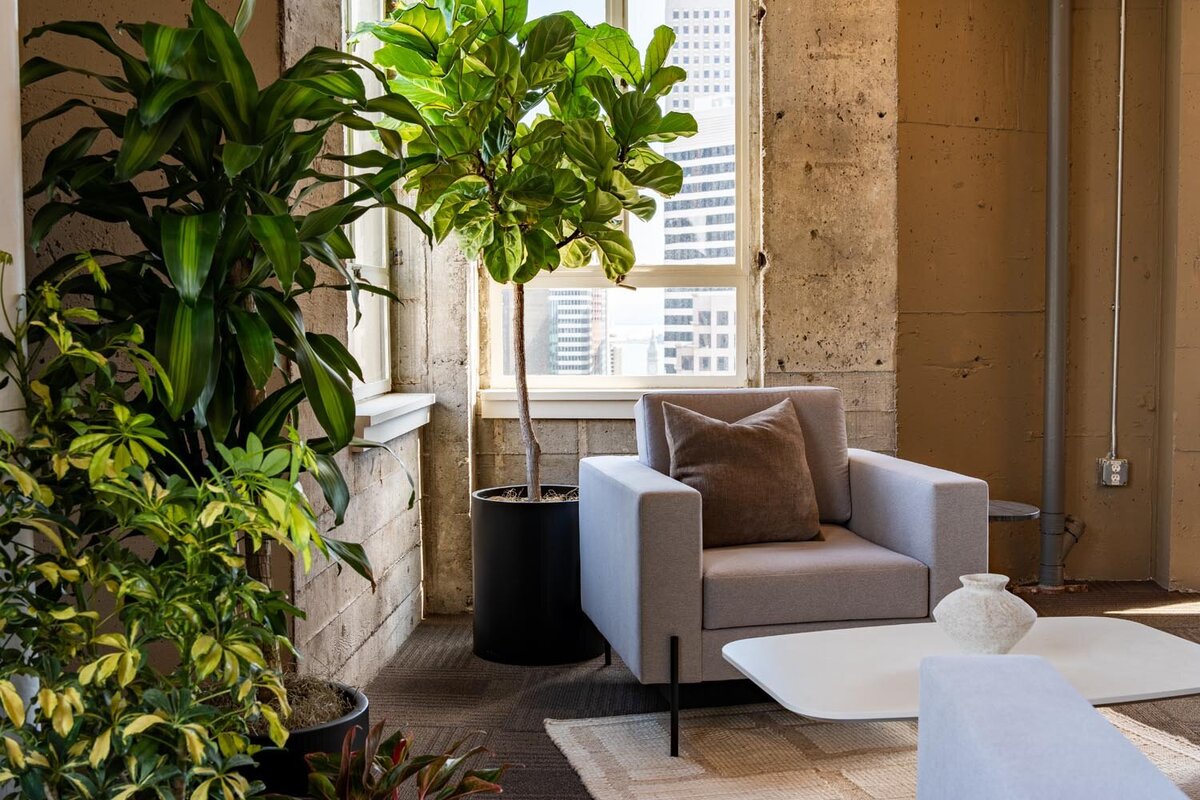 Cozy seating vignette featuring a gray armchair, fiddle-leaf fig, and a white coffee table beside exposed concrete walls.