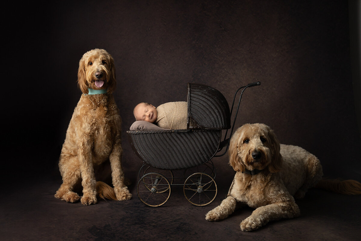 Sleeping newborn in vintage pram with two golden doodle dogs during newborn photoshoot | Dallas newborn photographer