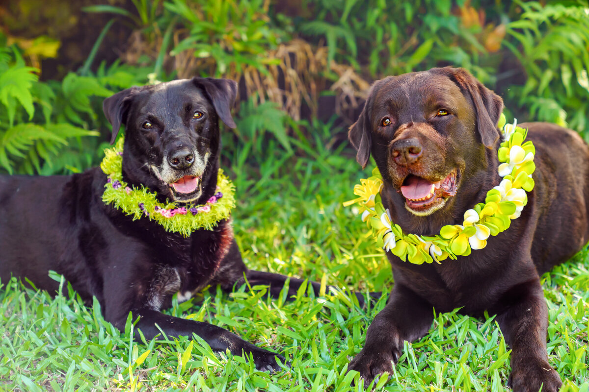 Hawaii Senior Dog Photography-29