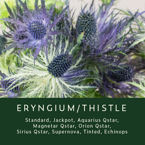 Eryngium-Thistle
