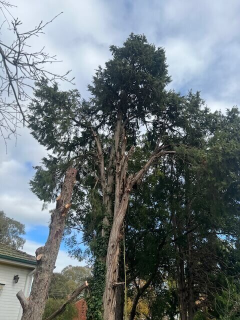 Evergreen Tree Services SA-Large Pine Removal 001