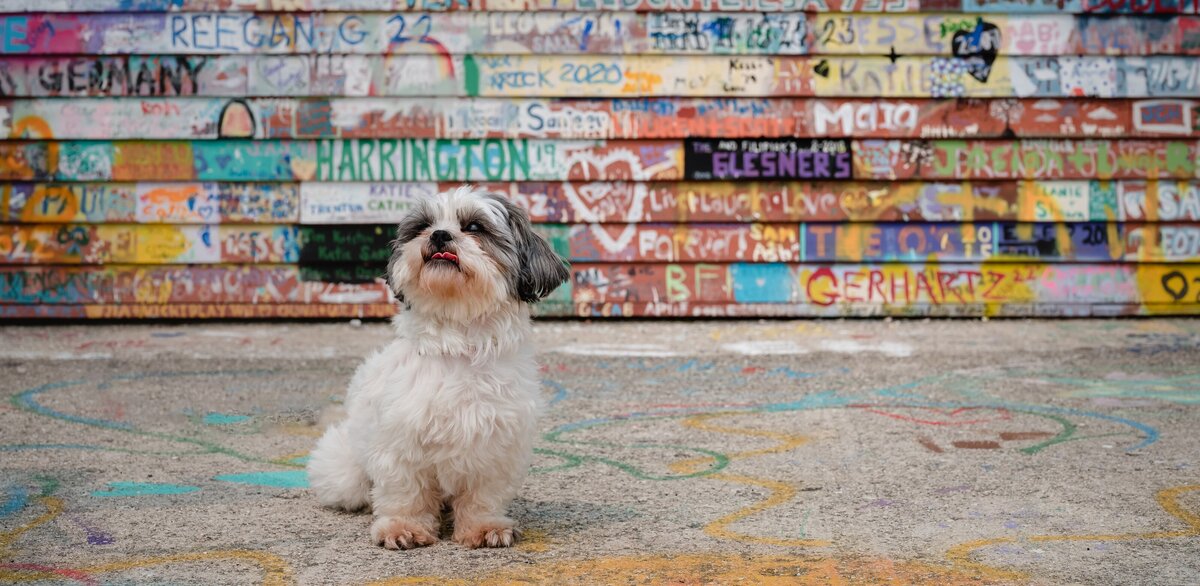 Dog Portrait in front of a barn in Door County