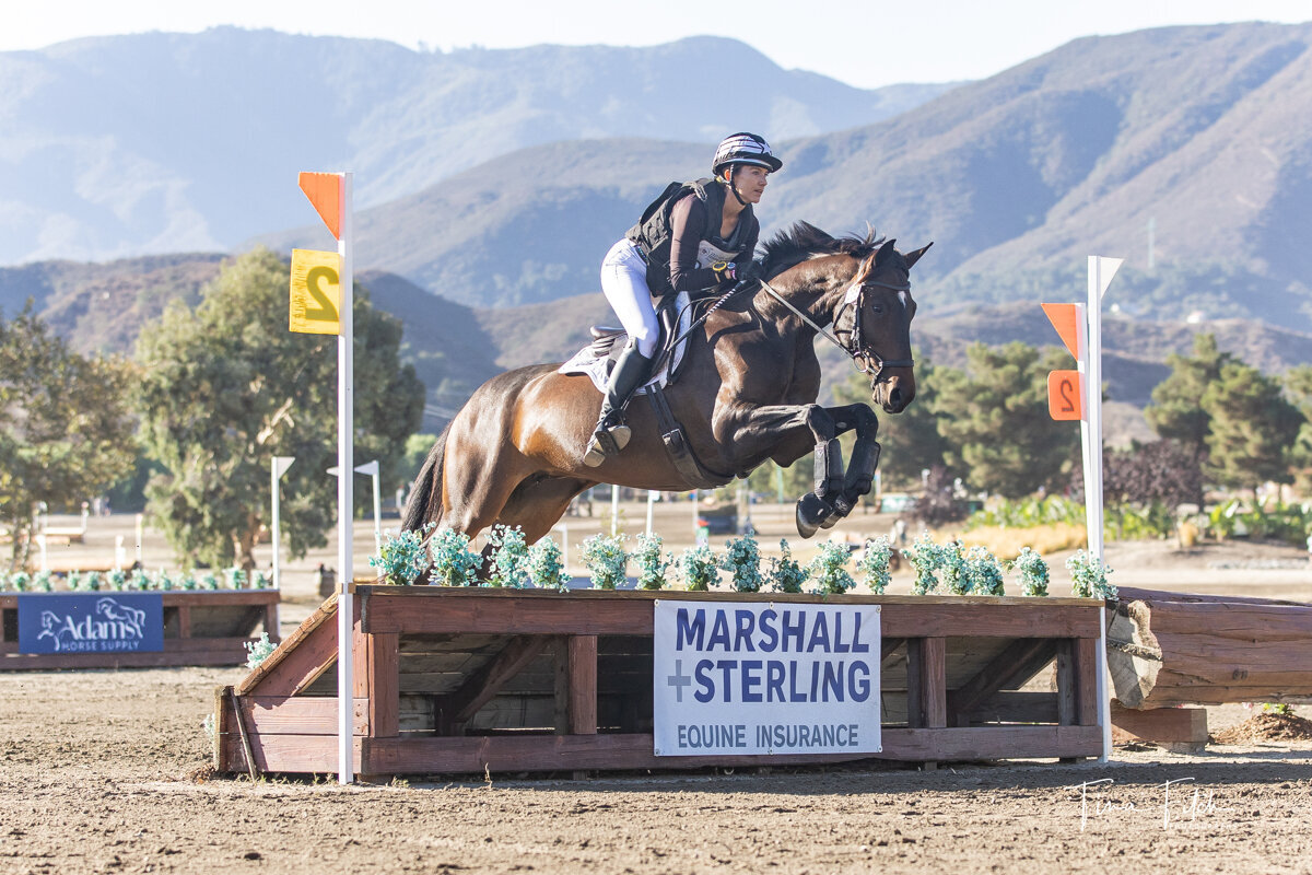 Stella Blue DFEN Sired by R Blue Moon