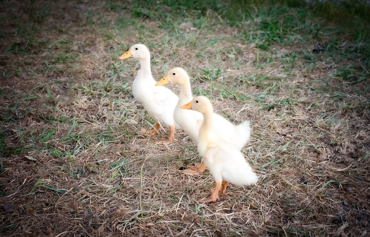 ducks