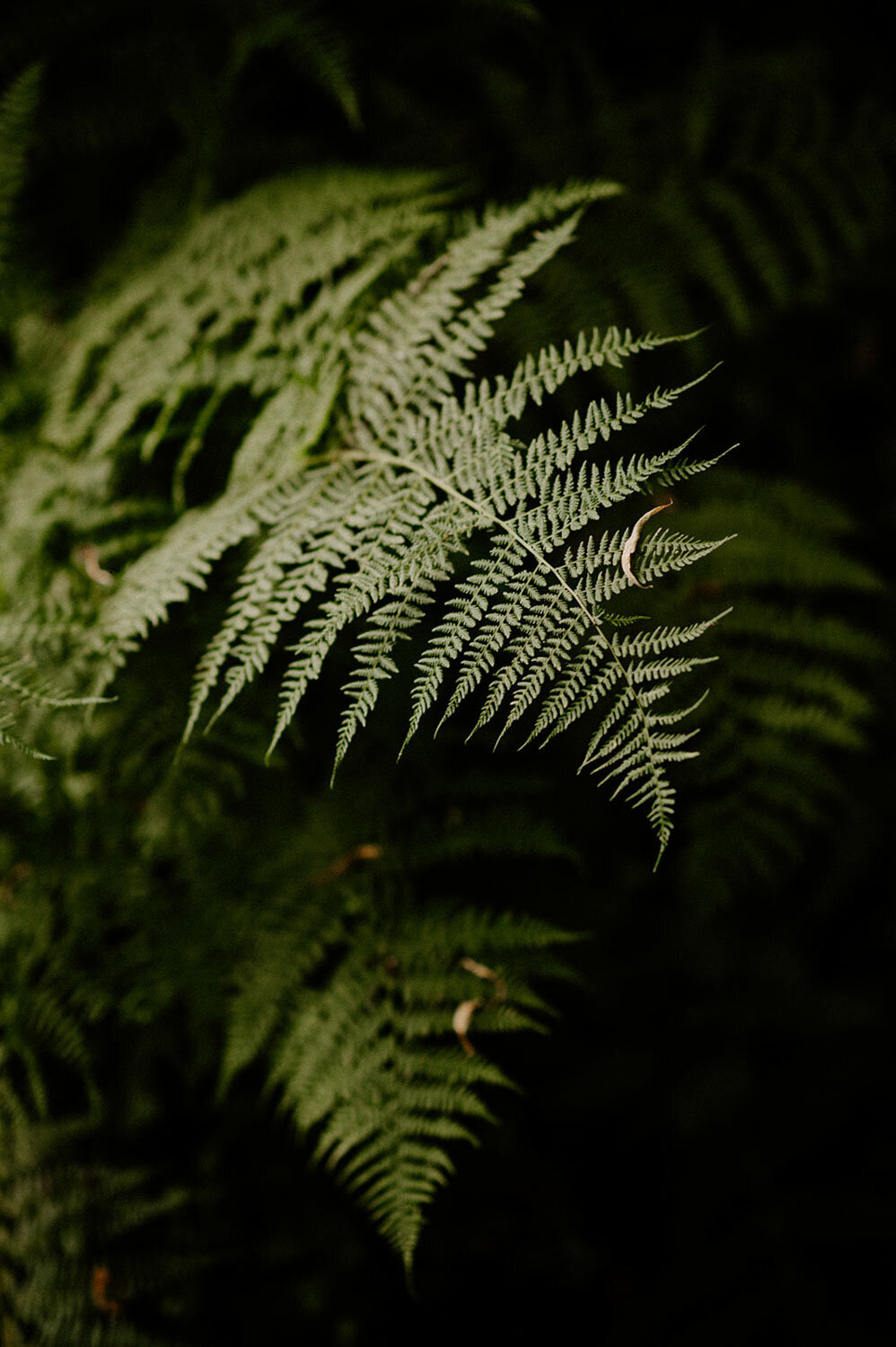 Greenery at the garden in Chateau Lill